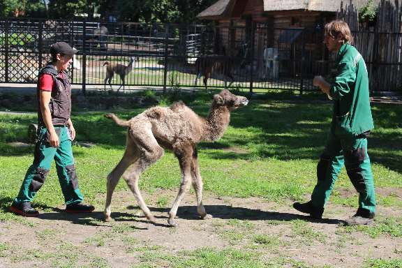 Читать В Калининградском зоопарке родились два верблюжонка