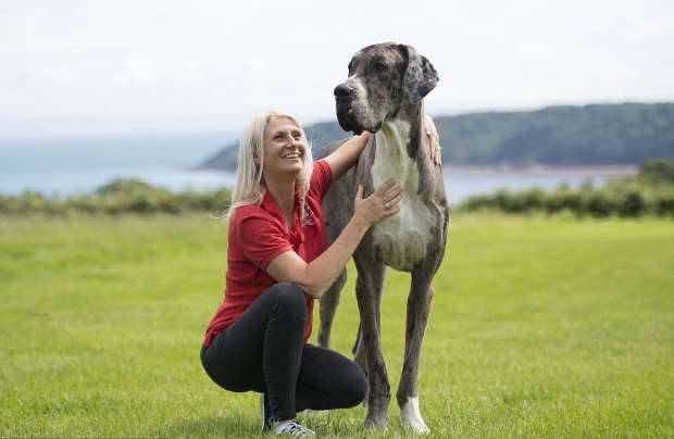 Читать Пес Майор - вероятно самая большая собака в мире