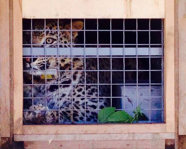 Читать В Сочи выпустили в дикую природу трех леопардов