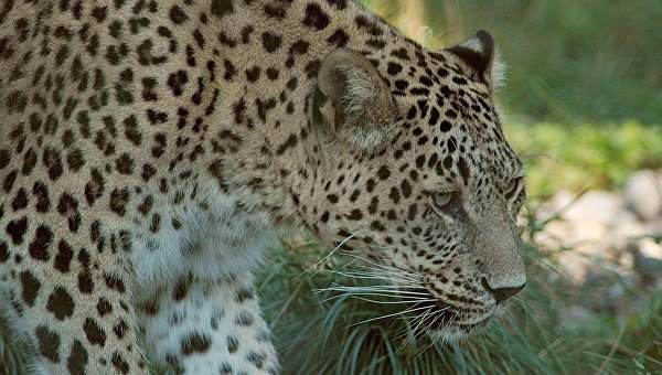 Читать Выпущенные в Кавказский заповедник леопарды начали осваивать территорию