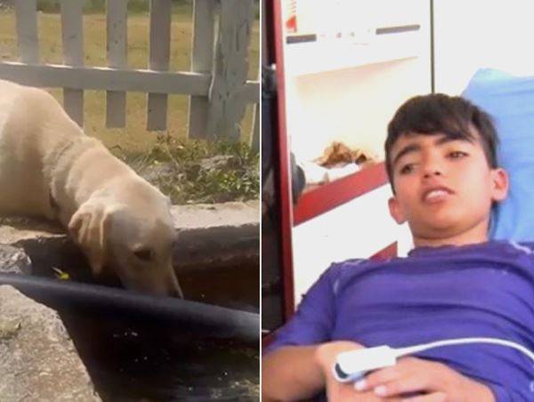 В Мексике пес два дня согревал потерявшегося в горах мальчика