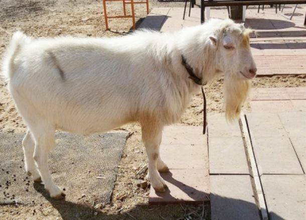 Читать В зоопарке Кунгура живет козел, который дает... молоко!