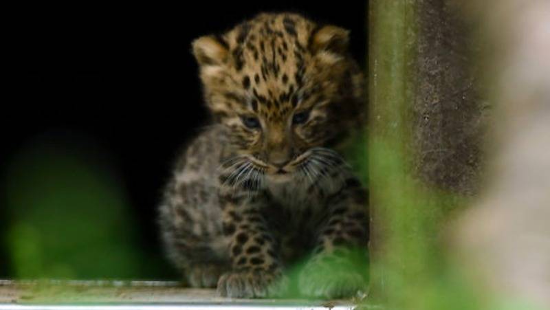 Читать В британском зоопарке родились два дальневосточных леопарда