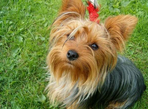 Кинологи назвали самые популярные у москвичей породы собак