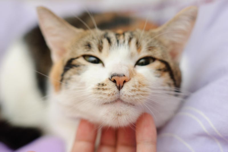 Волгоградские ученые доказали, что кошачье урчание нормализует сердечный ритм и давление