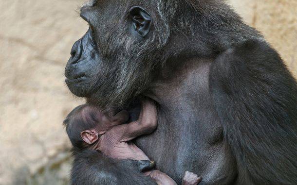 Читать В Московском зоопарке объявили о рождении детеныша гориллы