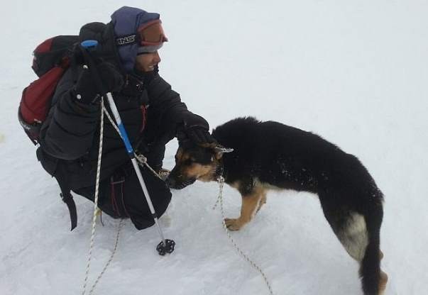 Читать Российские альпинисты спасли брошенную на Эльбрусе овчарку