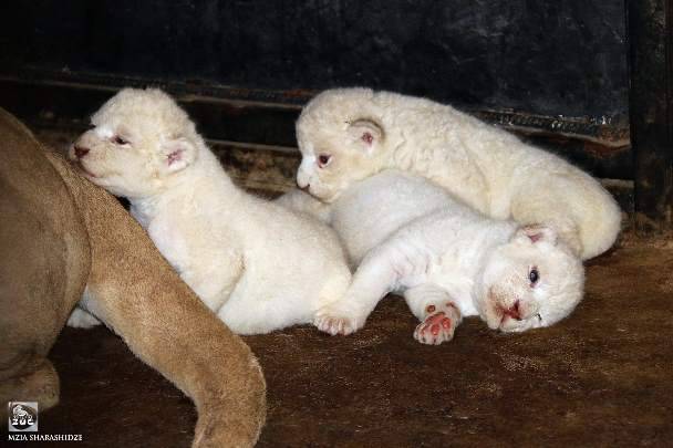 Читать В зоопарке Тбилиси (Грузия) родились три белых львенка