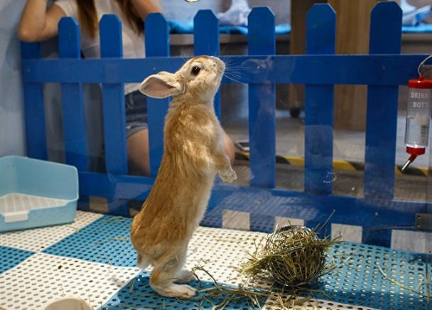 В Гонконге открылось кафе с кроликами