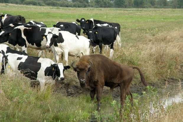 Читать В Белоруссии зубр сбежал из заповедника и теперь живет в стаде коров