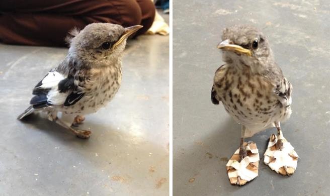 В Калифорнии придумали оригинальный способ помочь травмированной птице