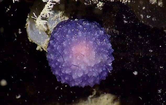 Читать На дне океана найдена новая загадочная форма жизни в виде фиолетового шара