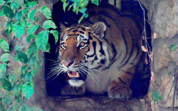 Читать В Московский зоопарк на два месяца привезли нового амурского тигра