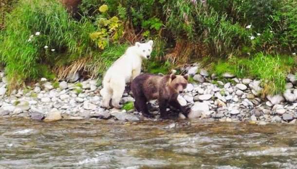 На Камчатке засняли медведя с почти белой шерстью
