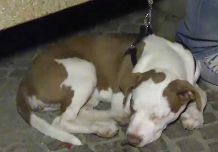 Читать В Италии семья спаслась от землетрясения благодаря щенку
