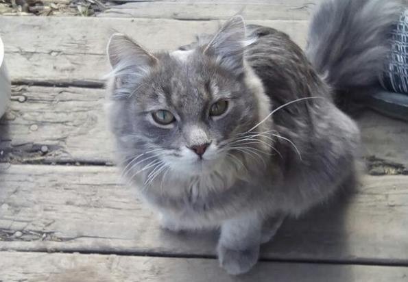 Читать В Нижнем Тагиле садоводы нашли кошку спустя два года после пропажи