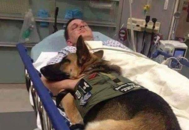 Читать В США военный пес лег в больницу вместе с раненым солдатом