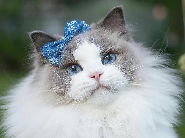 Читать У кошки Принцесса Аврора почти 90 тысяч подписчиков в Инстаграме