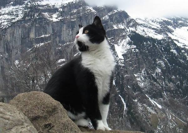 Кошка спасла туриста, заблудившегося в Альпах