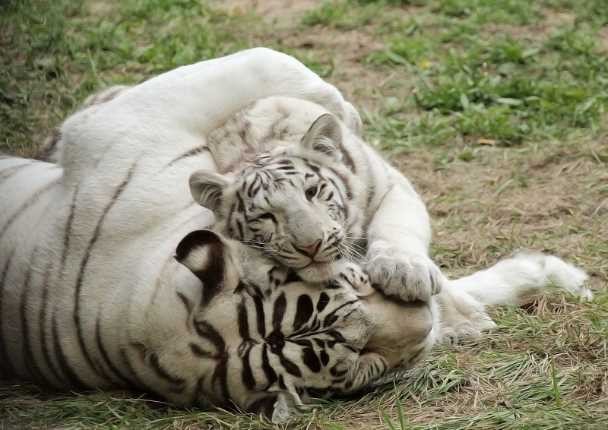 Читать В Новосибирском зоопарке показали белого тигренка
