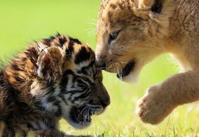 Читать В японском зоопарке подружились львенок и тигренок