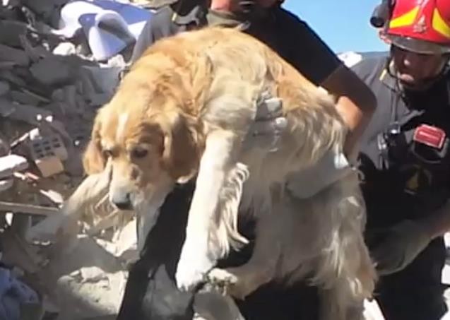 Читать В Италии под завалами нашли собаку спустя девять дней после землетрясения