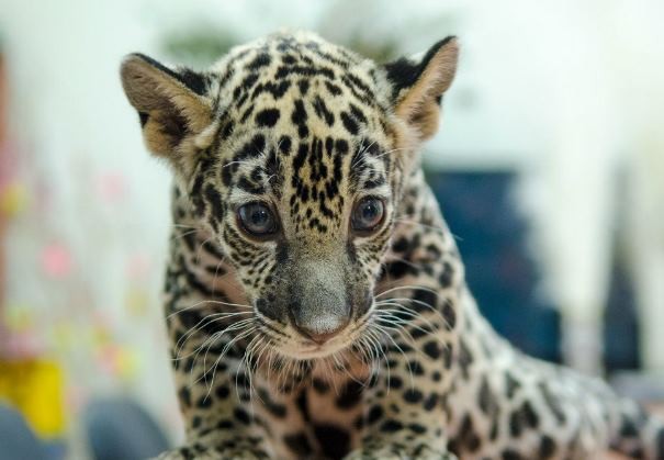 Читать Самарский зоопарк представил публике детеныша ягуара