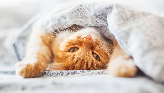 Ученые развеяли миф о лени кошек