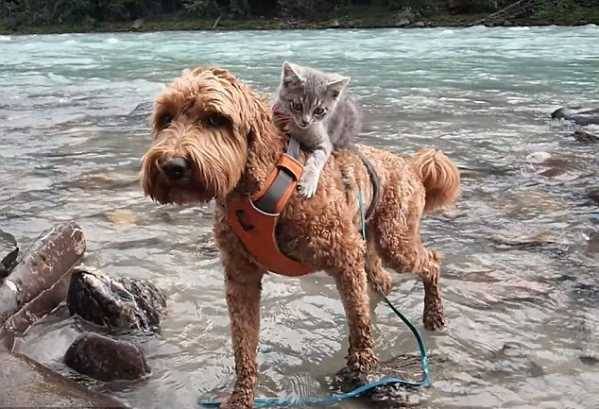 Читать Собака и котенок путешествуют вместе