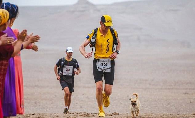 Читать Бездомная собака пробежала 100 километров вместе с марафонцем