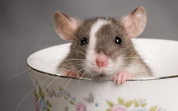Крысы могут предсказывать погоду благодаря своим усам