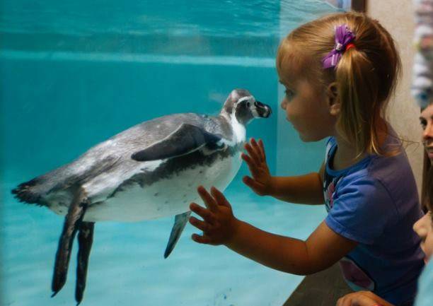 Читать В Новосибирском зоопарке открылся новый павильон с пингвинами и обезьянами