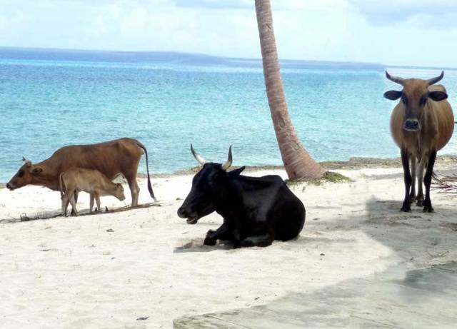 Читать Одичавшие кубинские коровы признаны новой породой