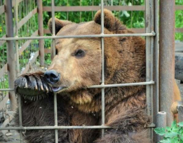 Читать Медведь Андрюша из клетки у кафе переедет в эко-парк «Зюраткуль»