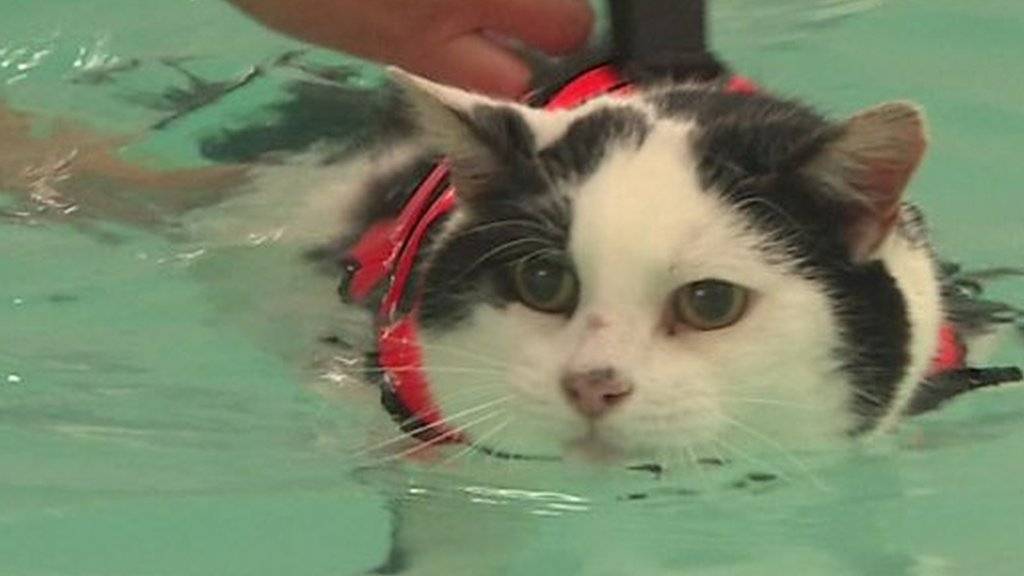 Читать Для похудения коту прописали плавать в бассейне