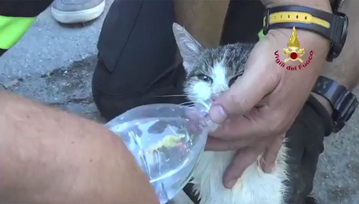 Читать В Италии под завалами нашли живую кошку спустя пять дней после землетрясения