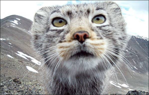 Читать Фото алтайского кота-манула с фотоловушки разлетелись по всему миру