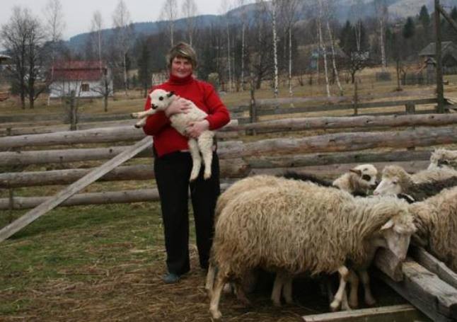 На ферме в Прикарпатье людей лечат общением с овцами