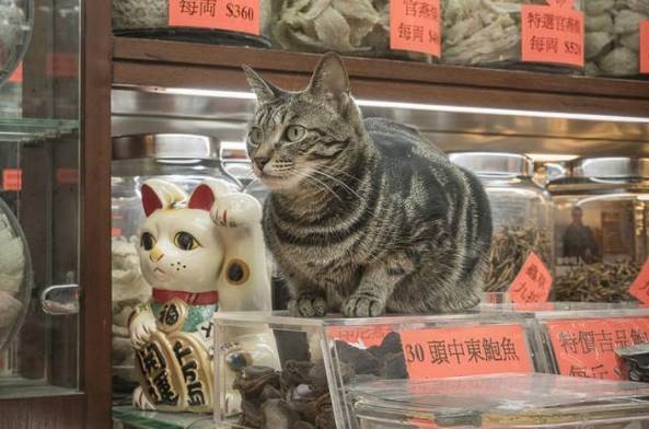 Кошки из магазинов Гонконга