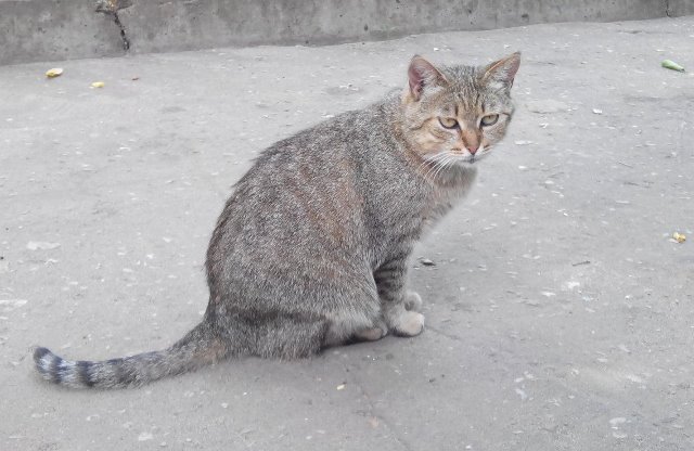 В Воронеже спасли кошку Физу, которую замуровали в теплотрассе