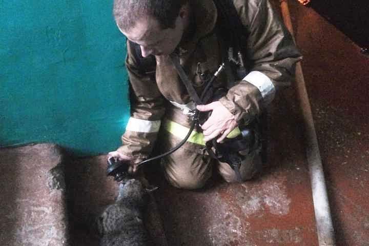 В Астрахани пожарный спас пострадавшую от угарного газа кошку