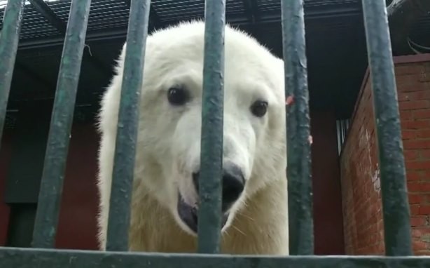 Читать Привезенная с Чукотки белая медведица обживается в питомнике Московского зоопарка