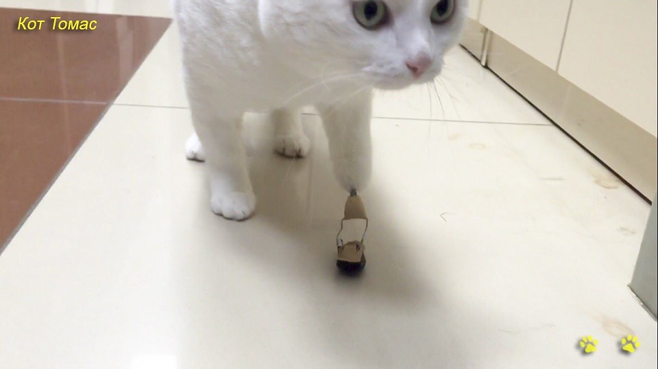 В Новосибирске ветеринары сделали коту уникальный титановый протез