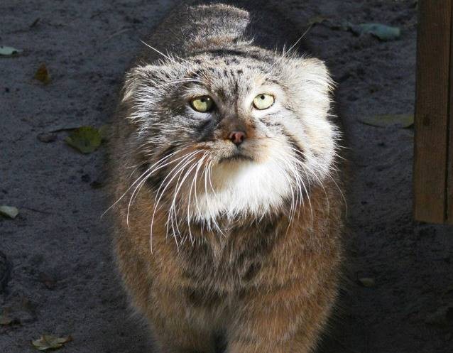 Алтайский парк станет первой мировой площадкой по изучению дикого кота манула