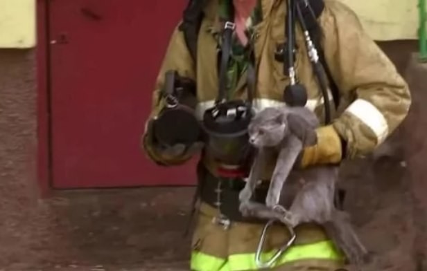 В Шымкенте пожарный спас от огня кошку с котятами