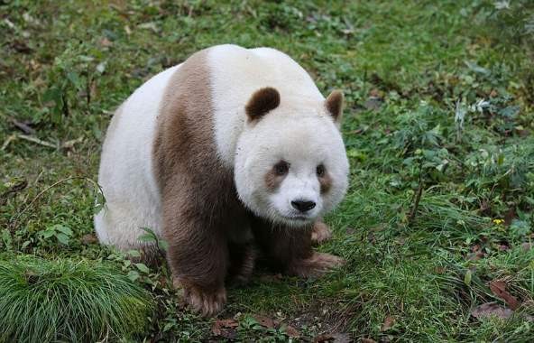 Квизай - единственная в мире бело-коричневая большая панда