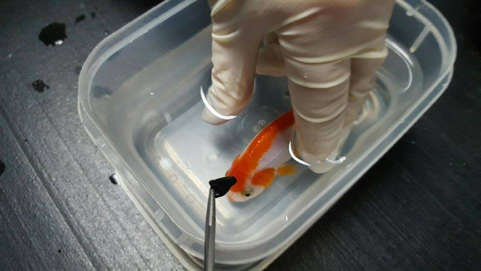 В Австралии женщина потратила $500 на операцию для золотой рыбки