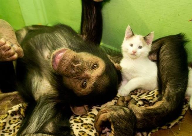 В Иркутском зоопарке шимпанзе опекает котенка