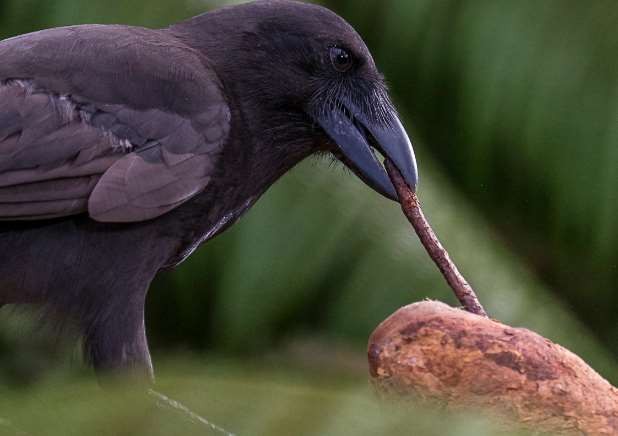 Гавайские вороны это второй известный вид птиц, которые изготовляют орудия труда