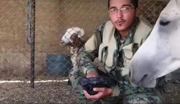 Солдат сирийской армии спасает на войне животных